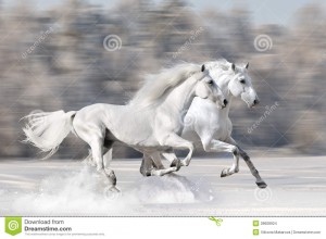 two-white-horses-winter-run-gallop-28608924